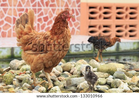 Hen and chick standing on pebbles in local house in Thailand