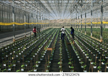 Durban, South Africa - 15 August, 2012 - people work on a greenhouse of cucumber seedlings in a farm.