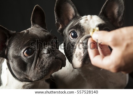 Male hand feeding food to two french bulldogs, black and white dogs, interior studio shot, point of view