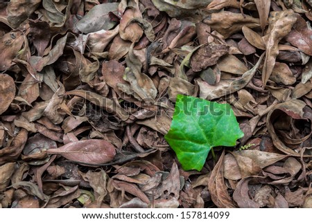 a lief leaf among dry leaf