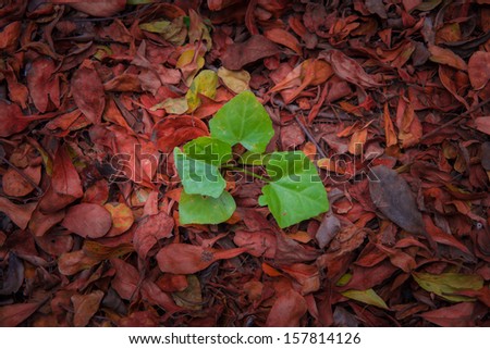 a life leaf among dry leaf