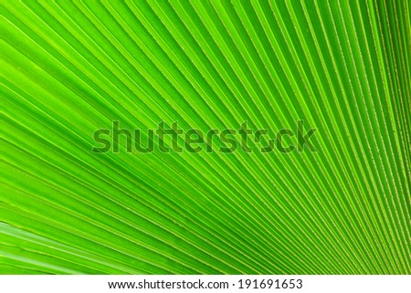 green palm leaf texture in graphic photography