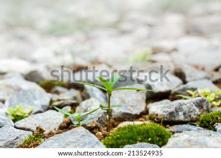 young plant and stone