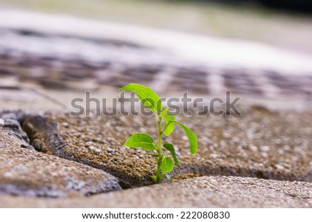 young plant grow between bricks