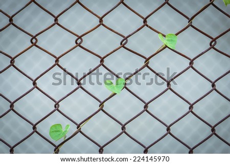 creeping plant clime on the iron net for survival