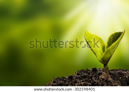 small plant is growing represent to hope, start or life