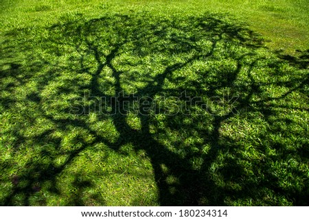 Shadow of  tree project on grass field in  a sunny day.