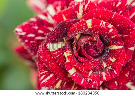 A striped red and fresh rose with drops of water on spring