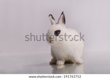A cute white dwarf rabbit with eyeshadow form, the breed's name is Netherlands Dwarf or ND.