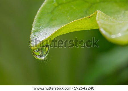 Close up Fern leaf with drop of water and star lighting on blur background