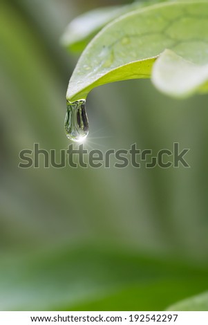 Close up Fern leaf with drop of water and star lighting on blur background