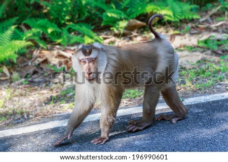 Monkey walking on the road after wake up in the morning at Khao-Yai National park, Thailand