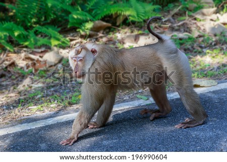 Monkey walking on the road after wake up in the morning at Khao-Yai National park, Thailand