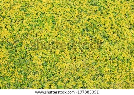 Golden leaf field of Golden Dewdrop or pigeon berry or sky flower, Duranta erecta, decoration,ornamental plant in tropical and subtropical gardens  throughout the world