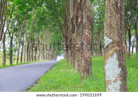 Slit vestige on  expired   para  rubber tree in agriculture area, That are change to Agro-tourism