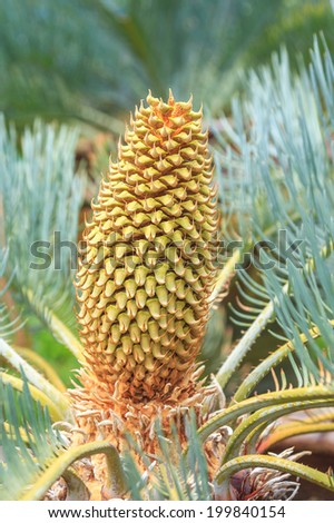 Male Cycas cairnsiana reproductive cone.\
Cycas cairnsiana is a species of cycad in the genus Cycas, native to northern Australia