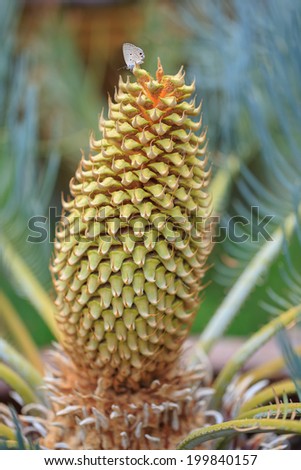 butterfly catch on Male Cycas cairnsiana  reproductive cone\
Cycas cairnsiana is a species of cycad in the genus Cycas, native to northern Australia