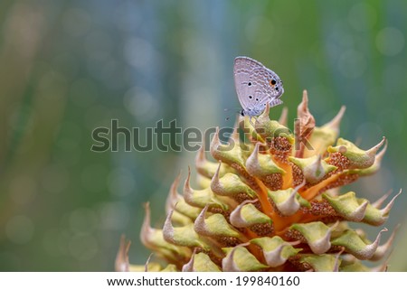 butterfly catch on Male Cycas cairnsiana  reproductive cone\
Cycas cairnsiana is a species of cycad in the genus Cycas, native to northern Australia