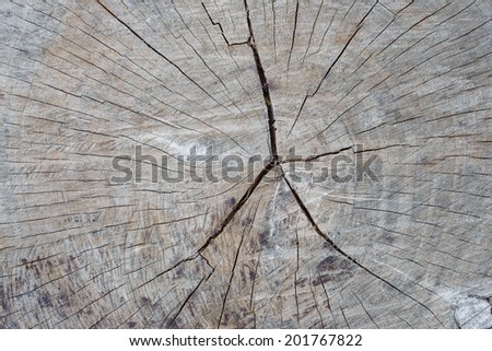 Life clock was end  and  change to   timber and trunk  texture strip