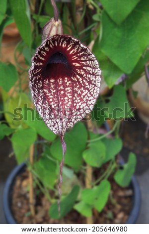 Exotic Flower, Aristolochia grandiflora or Pelican Flower is a deciduous vine with one of the world\'s largest flowers that emits an odor that smells like rotting meat, which attracts flies.