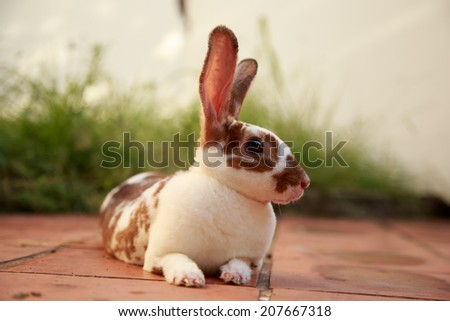 A cute white brown  rabbit  sleep on the Floor blur background