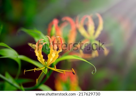 Fire lily, gloriosa lily,  flame lily, climbing lily, creeping lily, glory lily, Gloriosa superba, Colchicaceae with soft focus and blur background
