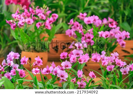 Orchid flower, purple pink  x hybrid bloom with soft focus and group of Orchid with pots in blur background
