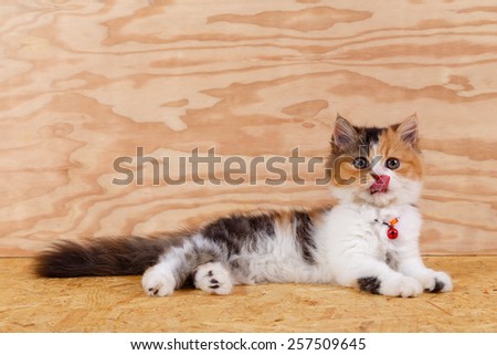 Three colored Persian cat sit and lick its nose on wood floor and background, Persian cat is Origin on Iran (Persia).