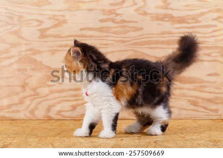 Three colored Persian cat stand on wood floor and background, Persian cat is Origin on Iran (Persia).