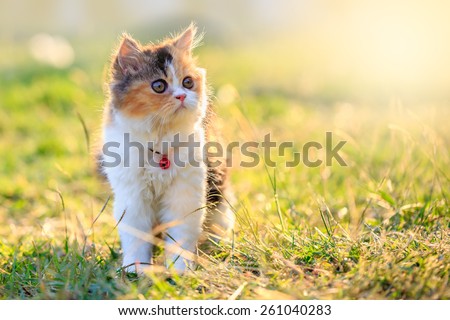 Tri colored Persian cat walking on grass field in the morning , Persian cat is Origin on Iran (Persia).