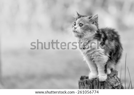 Tri colored Persian cat standing  on stump in  grass field , Persian cat is Origin on Iran (Persia). (black and white )