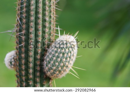 New grown-up branch of cactus on green grass blur background in spring summer