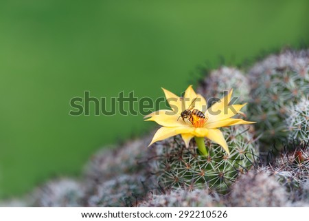A Bee harvest on a Yellow cactus flower on green grass blur background in spring summer