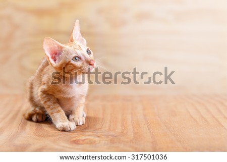 Orange striped kitten (baby cat) sit on wood floor and background, it looking up to the right hand top corner with copy space