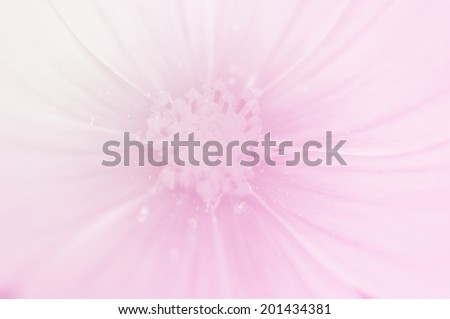 The cosmos flower, beautiful cosmos flowers with color filters and noon day sun.