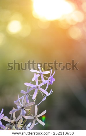 queen\'s wreath vine flower (purple wreath flower