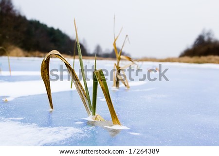 The plants which have frozen on ice