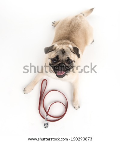 Lets Go For A Walk! Top View Of Funny Dog Lying Down Near The Dog Leash
