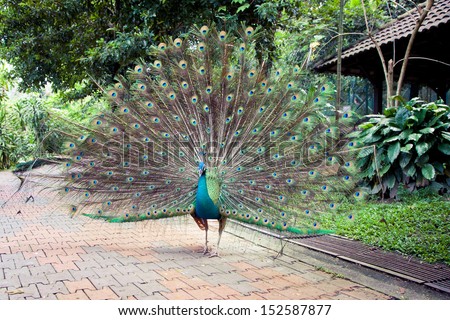 Peacock in Kuala Lumpur Bird Park, Malaysia.