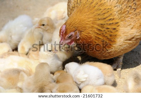 A close-up shot of a hen with her baby chicks on a farm in Sankou, Anhui Province, East China.