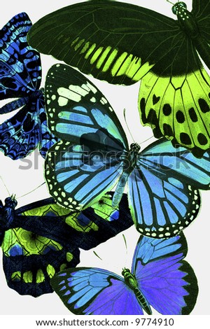 Botanical Butterflies