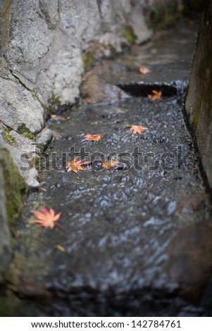 Fall Leave in river, Kyoto, Japan