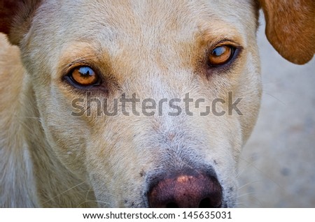 DOG, eyes expression