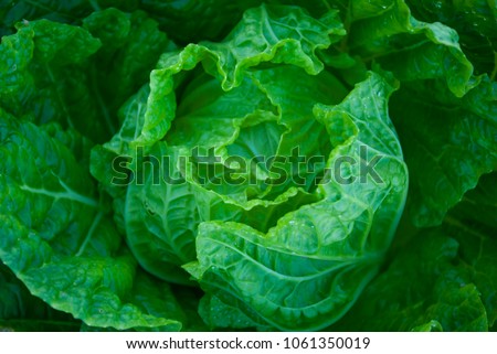 Farm Chinese cabbage, Farm Chinese cabbage from Thailand coutry