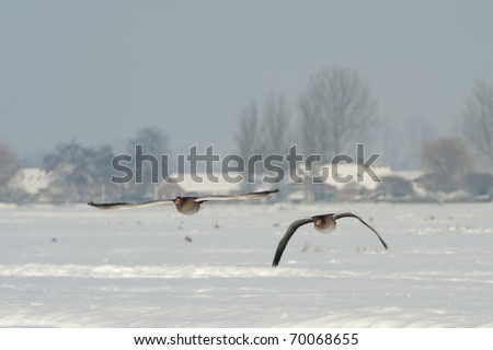 Two flying geese in a winter landscape.