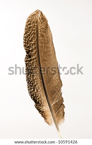 Brown Spotted Feather Of A Bird. Isolated On A White Bacground. Stock