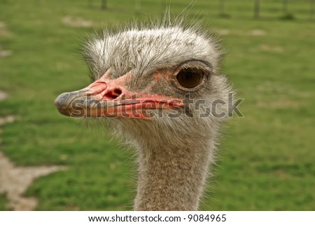 African ostrich close-up portrait in the farm of South Africa