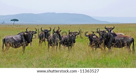 Herd of seven gnu looking in camera direction