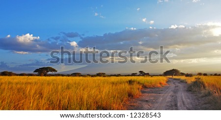 A road going through golden savannah planes