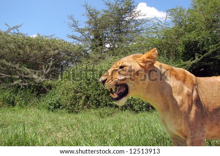 Fierce lioness showing her big teeth